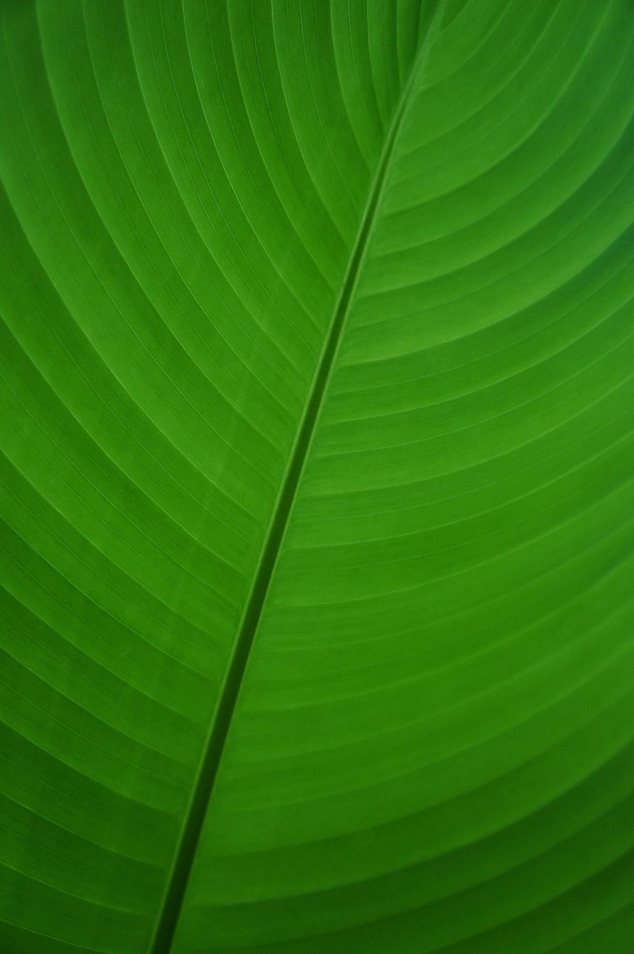 leaf, green, banana, banana leaf, palm, plant, flora, symmetry, HD wallpaper
