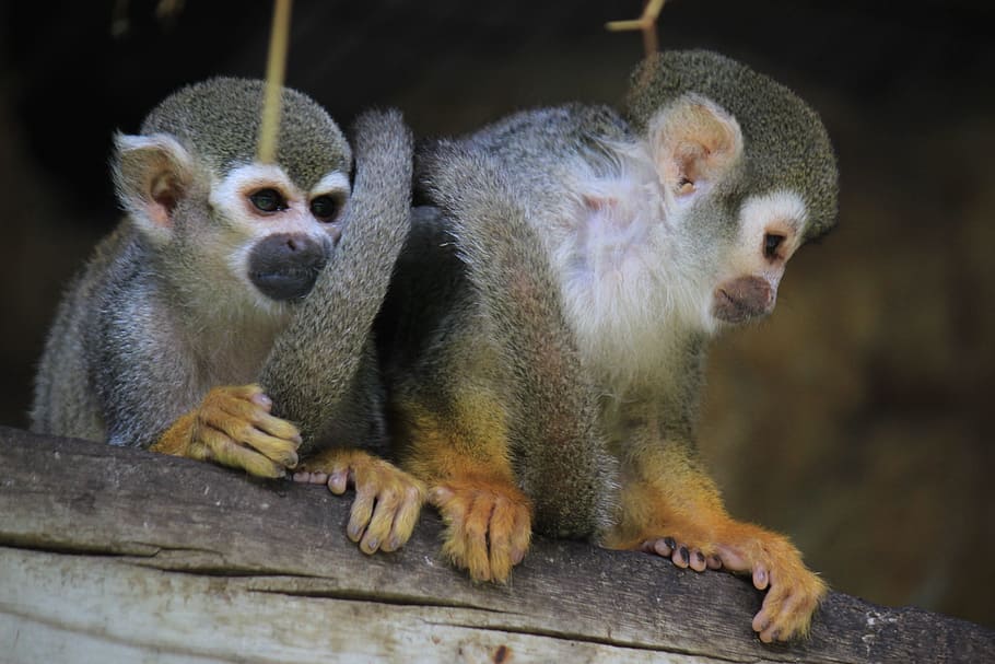 mono, spider monkey, fur, look, mammal, wild, zoo, animal, animals HD wallpaper