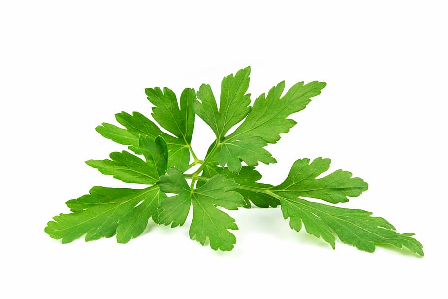 green leaf, parsley leaves, parsley common, aromatic, plant, spice, HD wallpaper