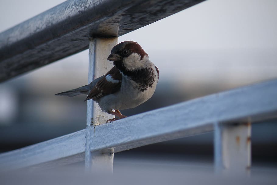 sparrow, bird, feathers, animal themes, vertebrate, animal wildlife HD wallpaper