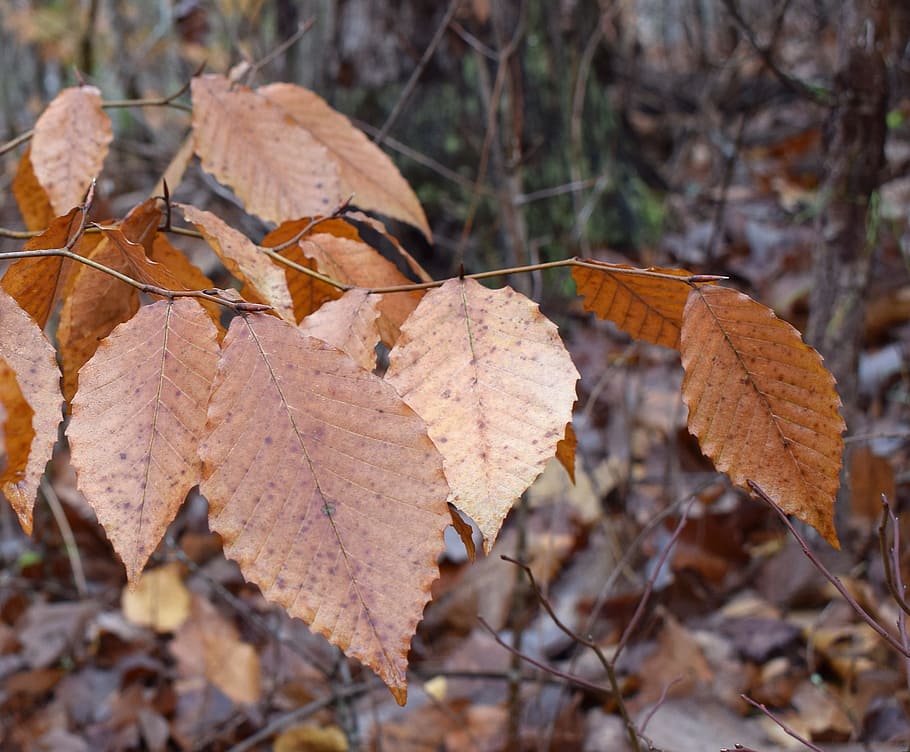 Wet, Leaves, Beech, Tree, wet beech leaves, foliage, winter HD wallpaper