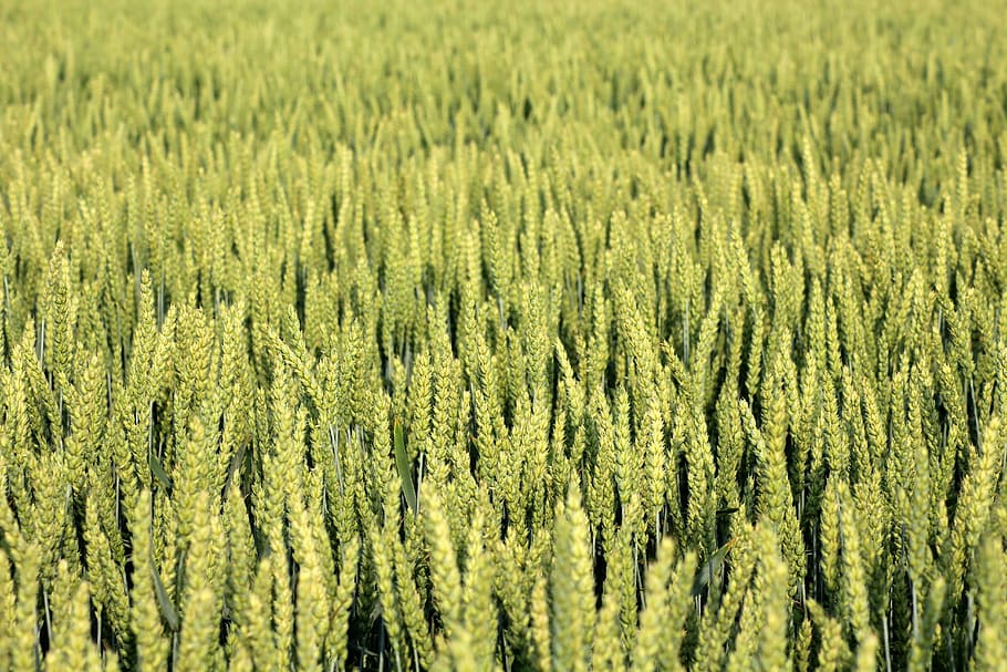 green grass field, corn, wheat, spring, nature, the cultivation of HD wallpaper