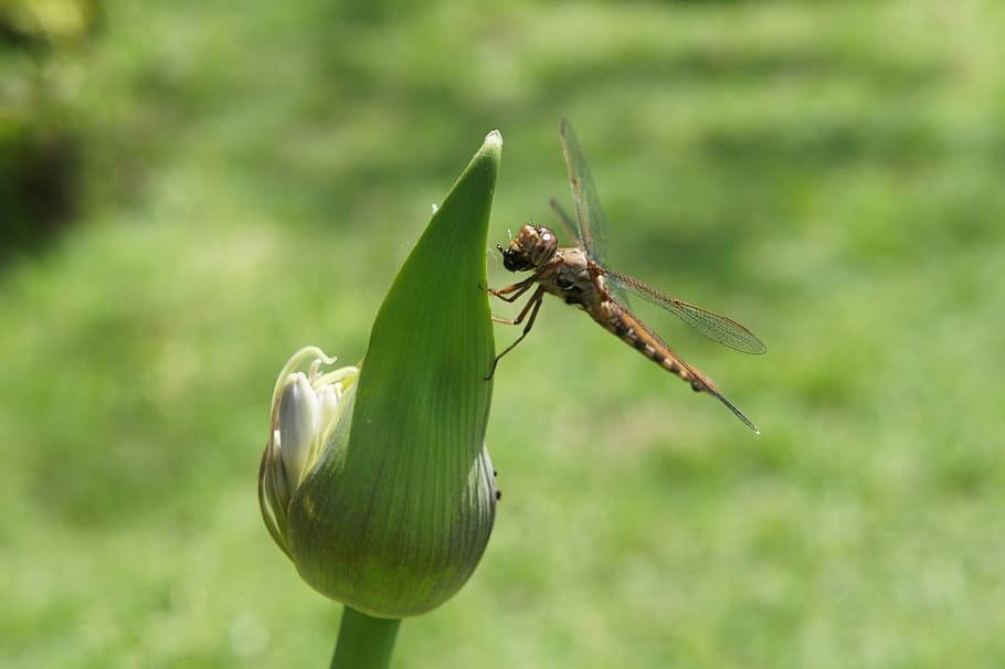 dragonfly, insect, sheriff, invertebrate, animal themes, green color HD wallpaper