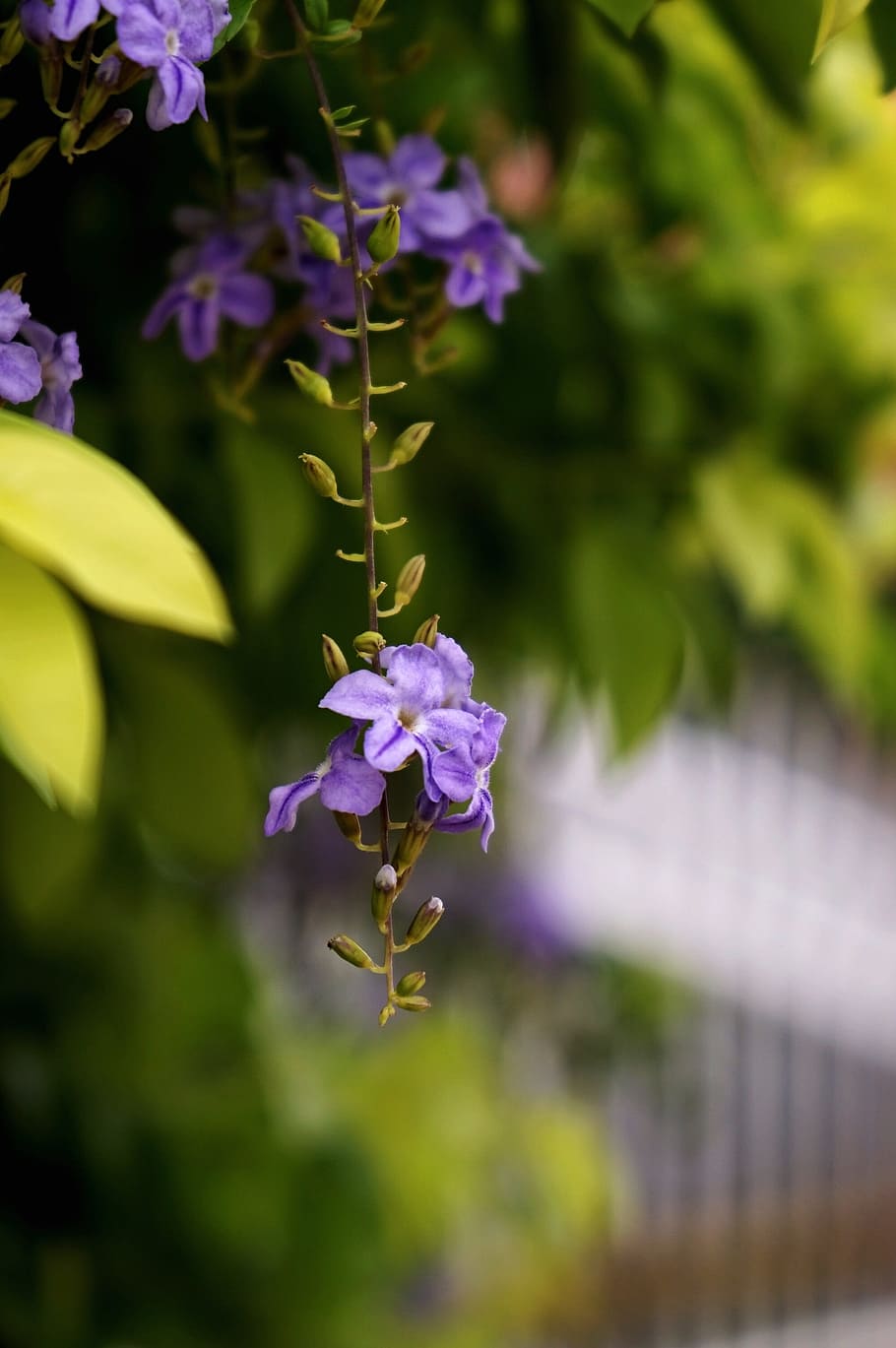 flower, violet, green, flowering plant, beauty in nature, vulnerability HD wallpaper