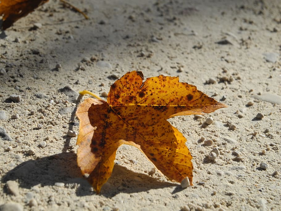 leaf, brown, yellow, autumn, fallen, fall foliage, dried, golden autumn HD wallpaper