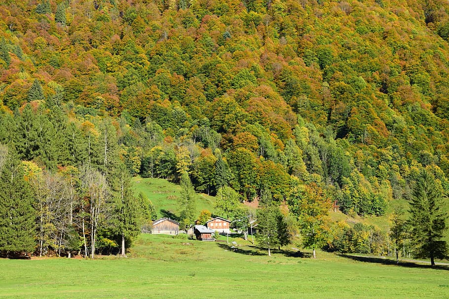 chalet, mountain, fall, forest, meadow, haute savoie, tree, HD wallpaper
