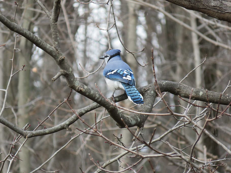 blue and white bird perched on tree branch at daytime, blue jay HD wallpaper