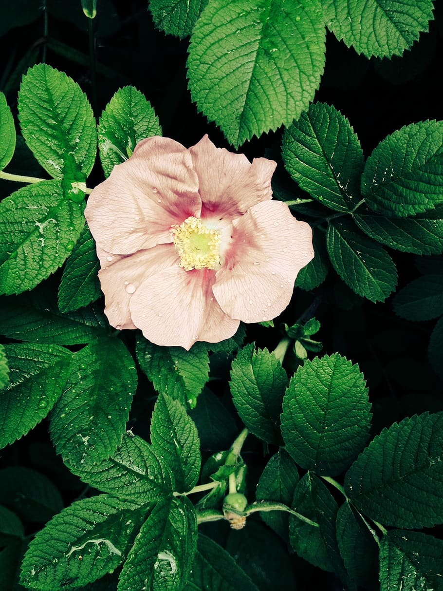 flower, pink, leaf, bloom, plant, plant part, growth, beauty in nature HD wallpaper