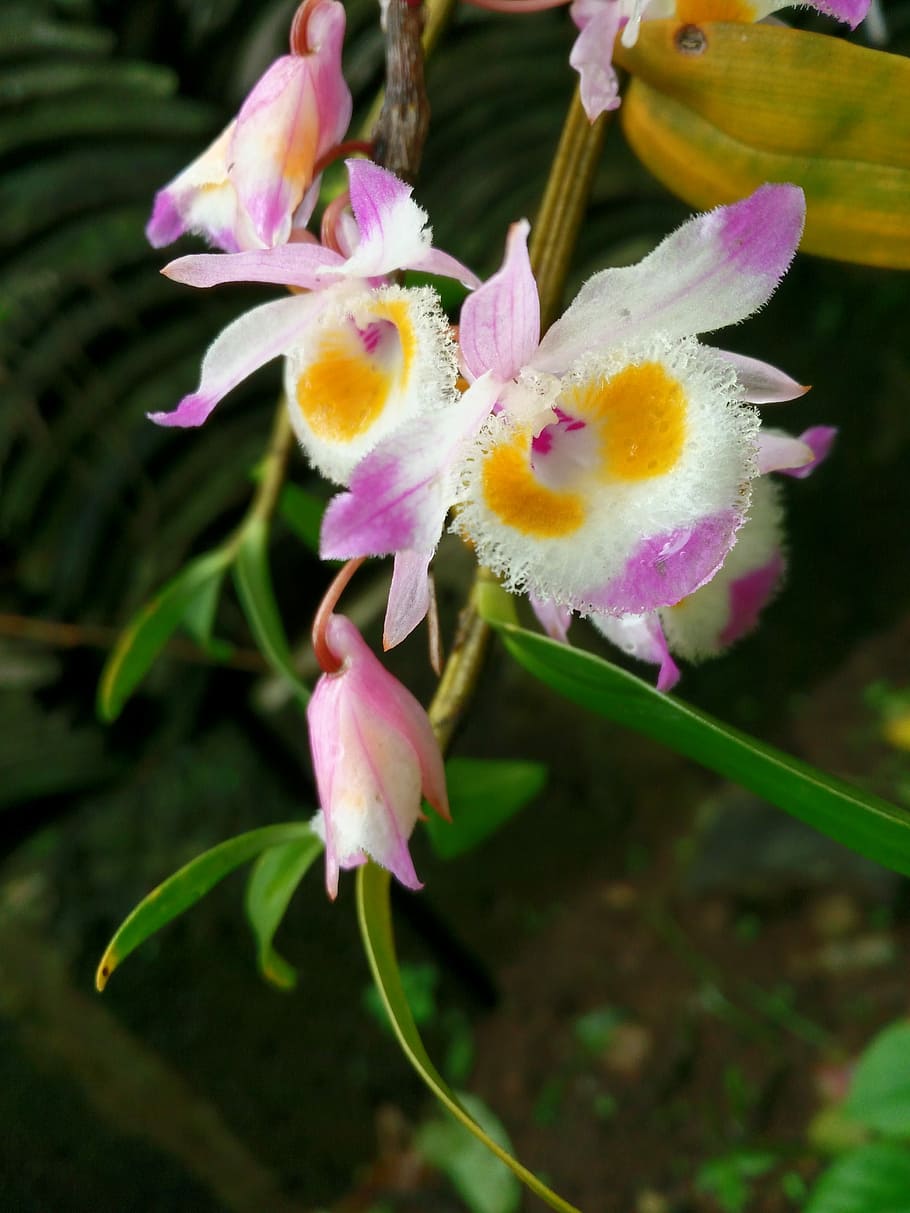 Plant, Ppt, Material, Dendrobium, ppt material, flower, petal HD wallpaper