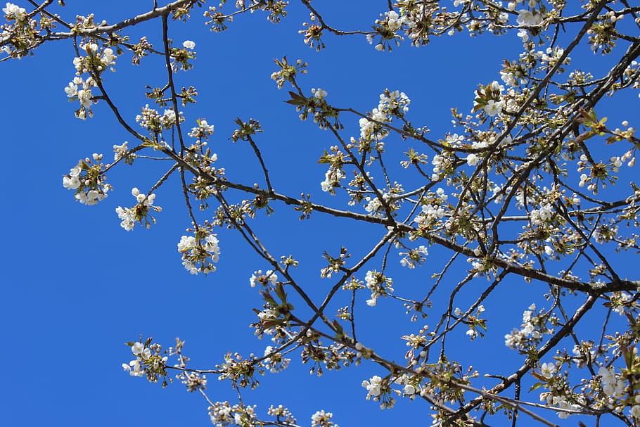 cherry trees, blue sky, spring, plant, branch, low angle view HD wallpaper