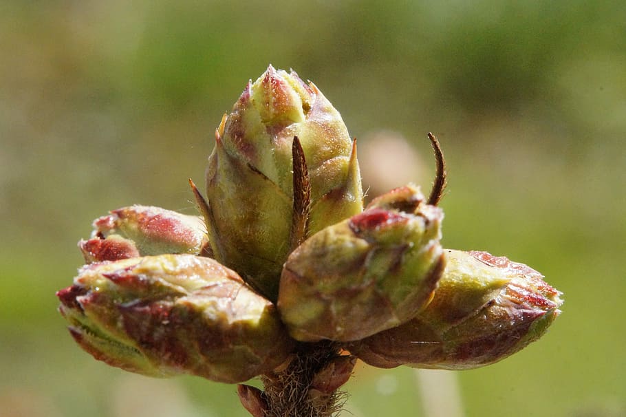 bud, azalea, firm, spring, young drove, branch, plant, sprout HD wallpaper