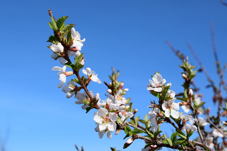 Cherry, Bloom, Leaves, Spring, white flowers, nature, cherry blossoms HD wallpaper