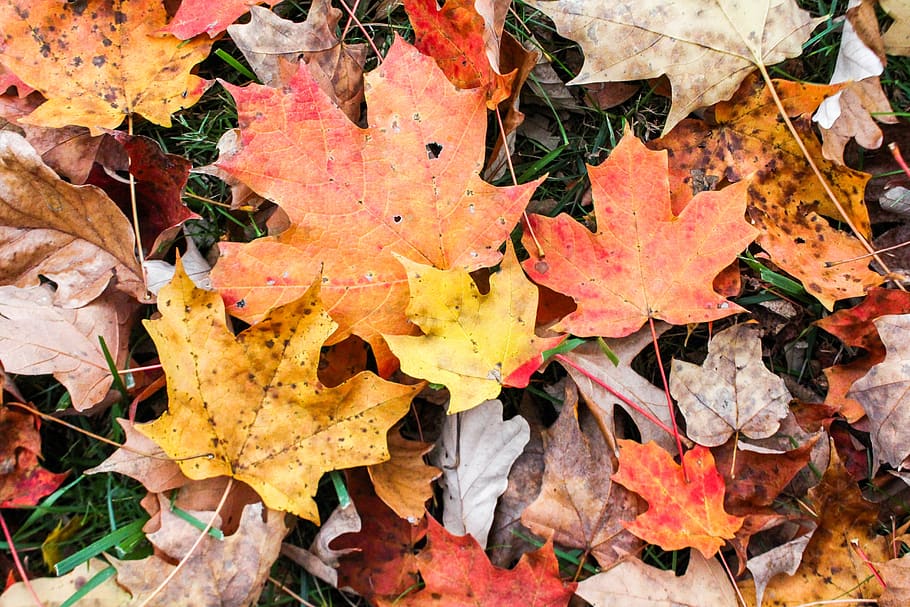 fall, leaf, season, nature, maple, autumn, plant part, change HD wallpaper