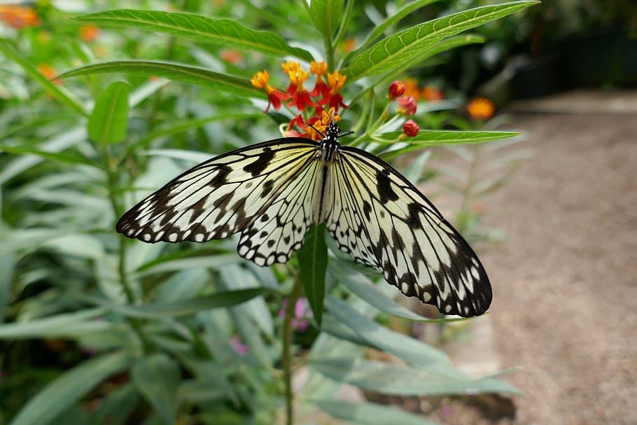 butterfly, flower, foliage, tree, plants, wings, butterfly wings HD wallpaper