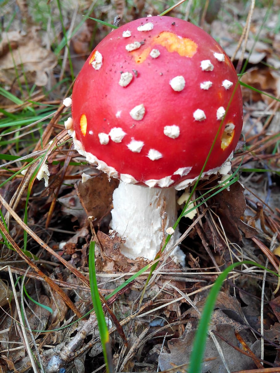 fungus, forest, forests, fall, collection, undergrowth, plants HD wallpaper
