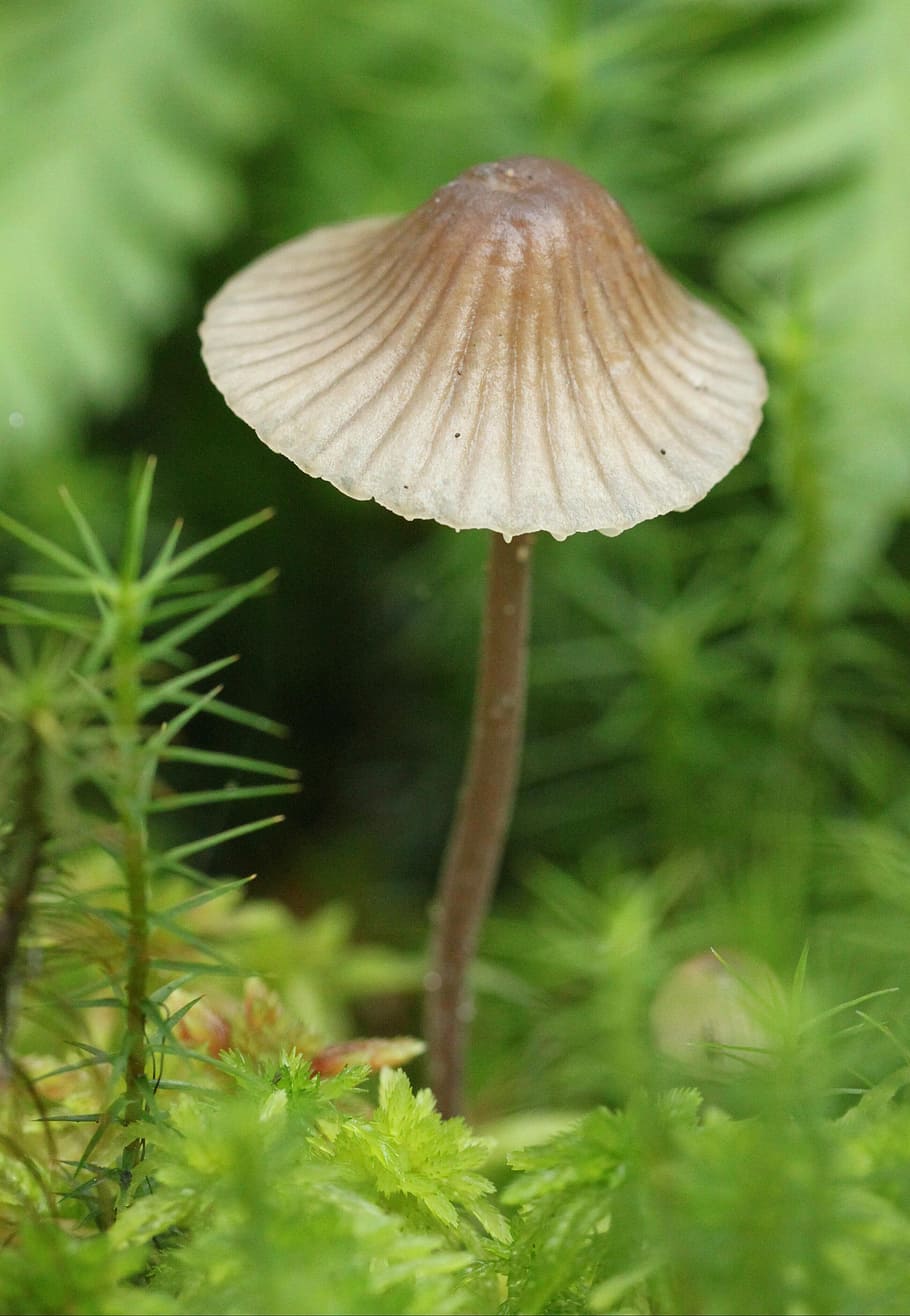 brown mushroom, mushrooms, nature, forest, autumn, moss, light brown, HD wallpaper