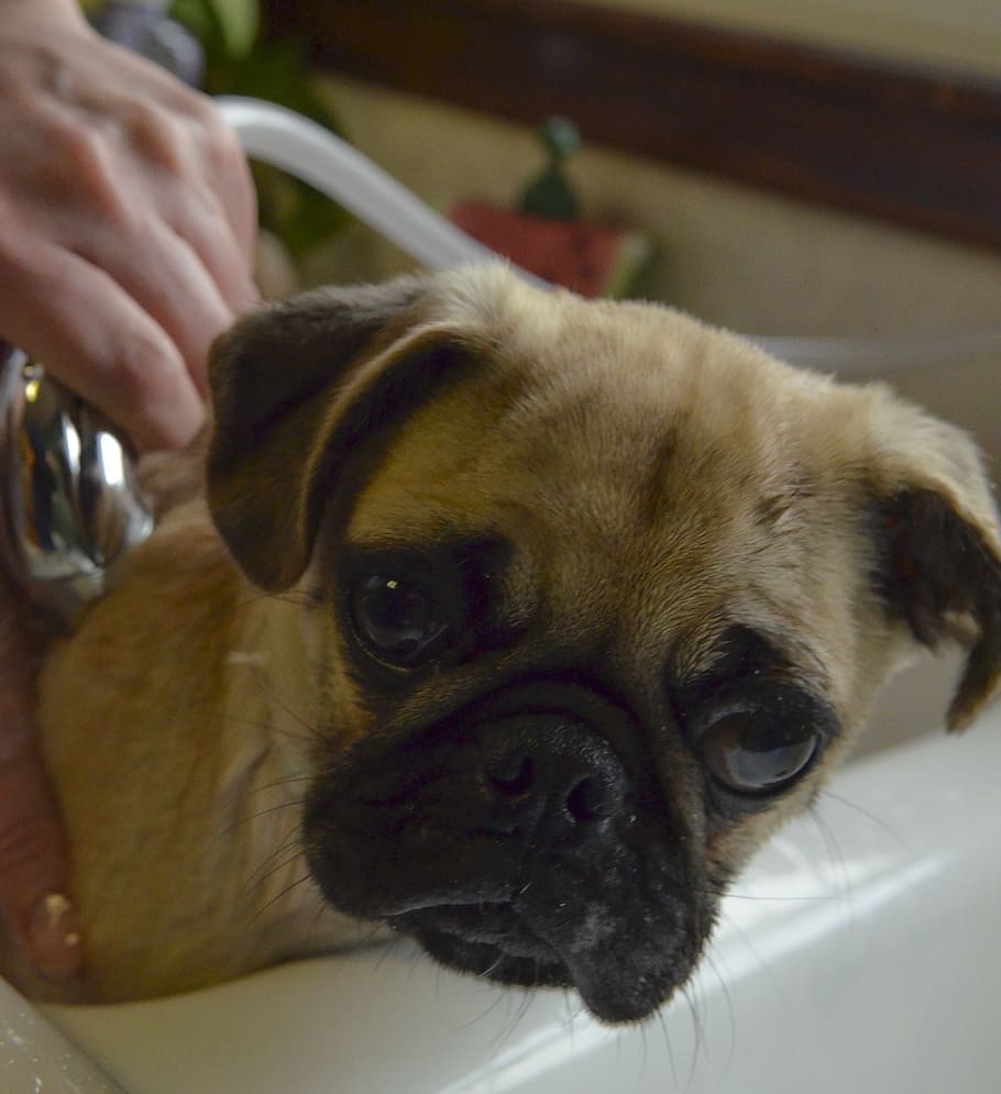 person bathing fawn pug puppy, wash, cute, grooming, care, dog