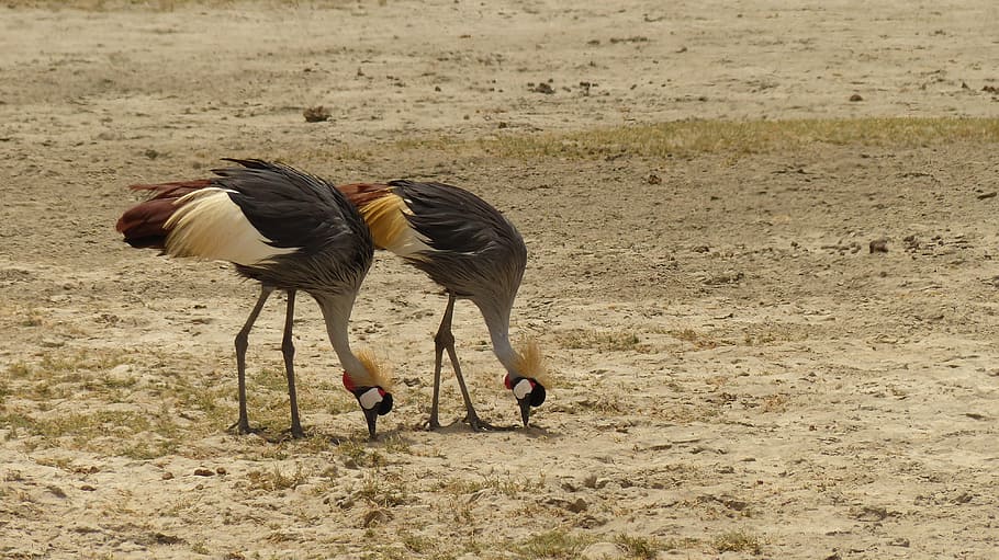 two black-and-white birds on brown sand during daytime, grey crowned crane