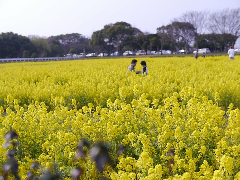 rape blossoms, spring, huang, field, plant, land, beauty in nature HD wallpaper
