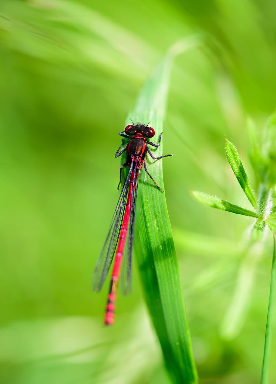 Insect, Dragonfly, Macro, Nature, bug, green, damselfly, wings HD wallpaper
