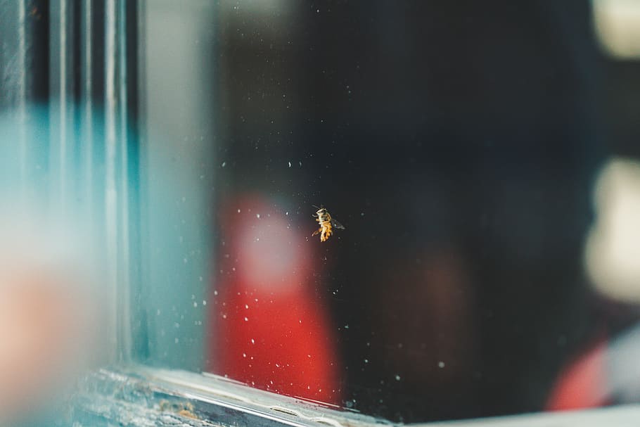 yellow insect on clear glass board, selective focus photography of brown wasp HD wallpaper
