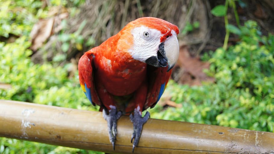 parrot, bird, ara, colorful, animal, tropical, nature, exotic HD wallpaper