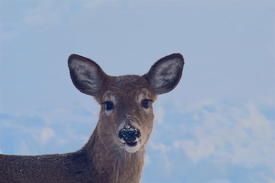 deer, snow, face, portrait, beautiful, animal, eyes, winter HD wallpaper