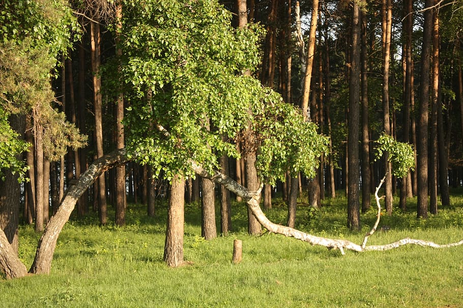 bow, birch, russian, forest, plant, tree, land, trunk, tree trunk HD wallpaper