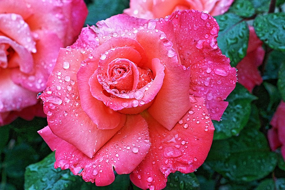red roses, garden, spring, macro, flower, drop, flowering plant HD wallpaper