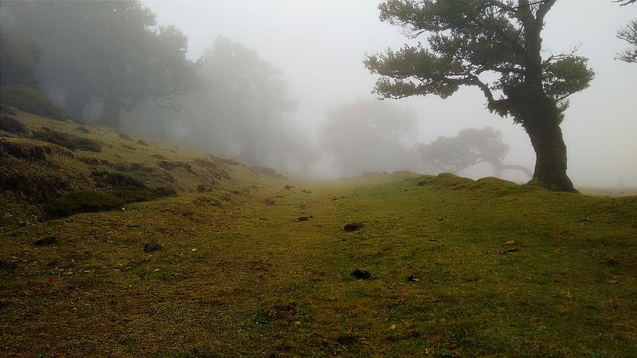 green grass field during mist, path, trees, fog, nature, forest HD wallpaper