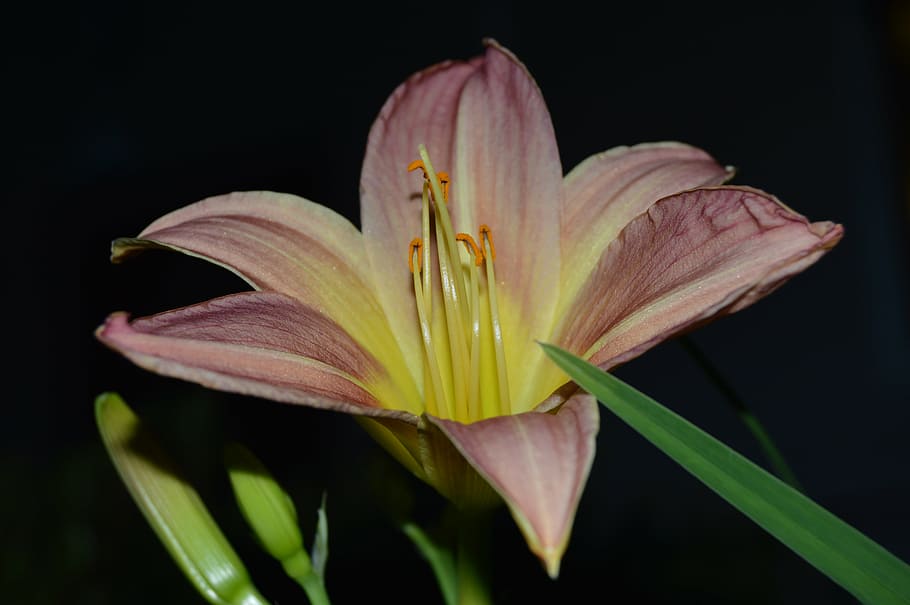 flower, plant, botanical, nature, petal, lily, close-up, leaf HD wallpaper
