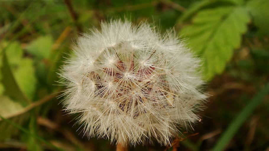 nature, flora, dandelion, downy, outdoors, fragility, vulnerability HD wallpaper