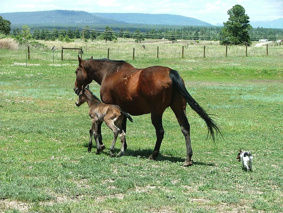 mare, foal, horses, mammal, domestic, domestic animals, animal themes HD wallpaper