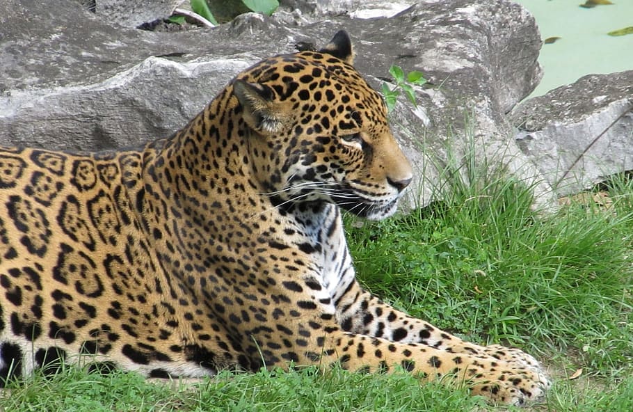 Hd Wallpaper Jaguar Big Cat Carnivore Feline Resting Portrait