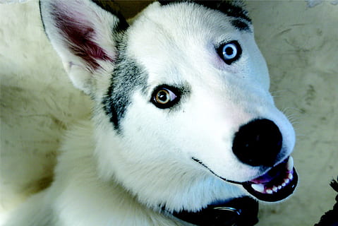 are huskies similar to wolves