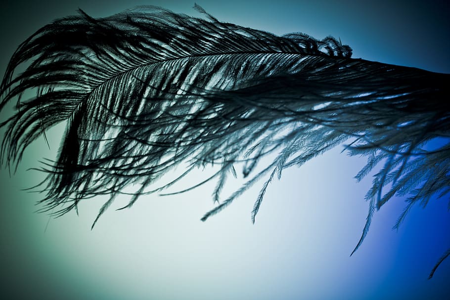 strauss spring, feather, ease, close, bird feather, spring dress HD wallpaper