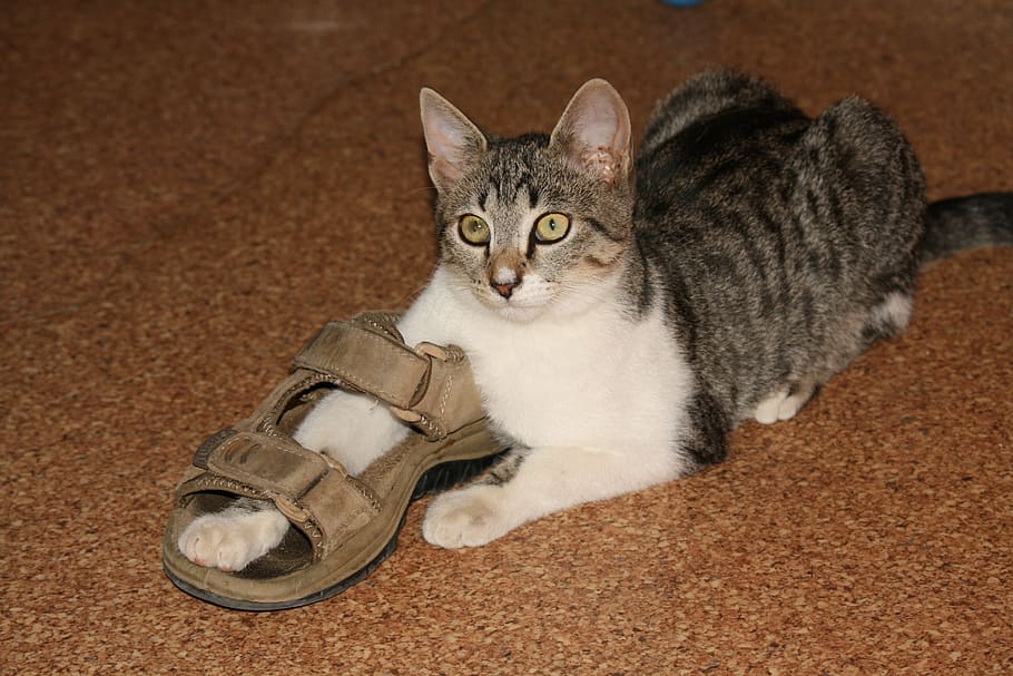 shoemaker, cat, play, domestic Cat, pets, animal, cute, one animal HD wallpaper