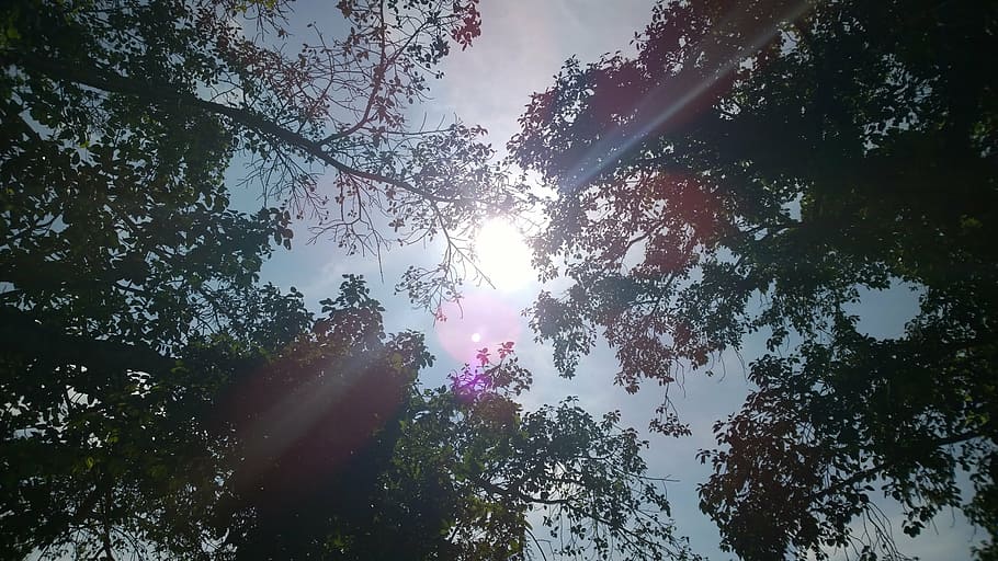 sun, trees, shine, summer, branches, tree tops, nature, forest HD wallpaper