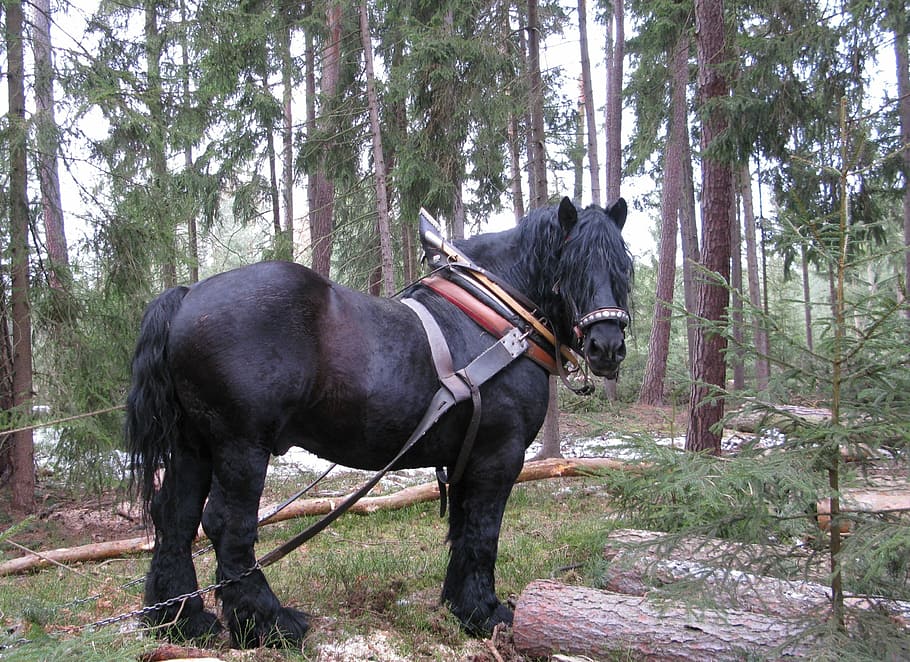 Horse, Working In The Forest, concentration, pulling logs, black HD wallpaper