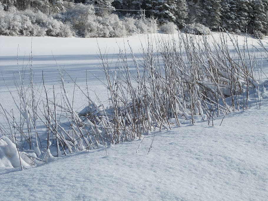 Winter, Snow, Grass, cold temperature, nature, frozen, ice HD wallpaper