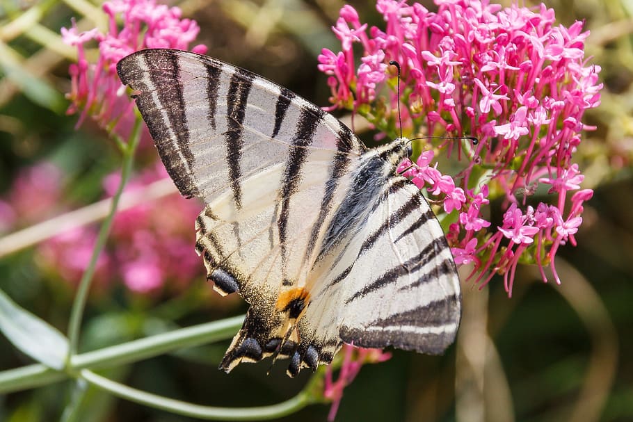 Butterfly, Close, White, Insect, Blossom, bloom, butterfly - insect HD wallpaper