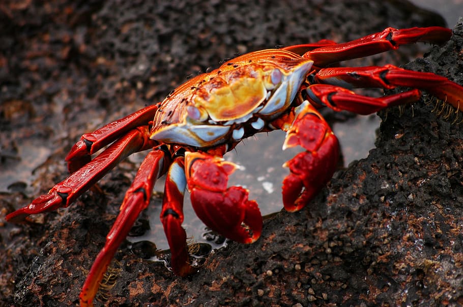 HD wallpaper: red crab on brown rock, galapagos, ecuador, nature