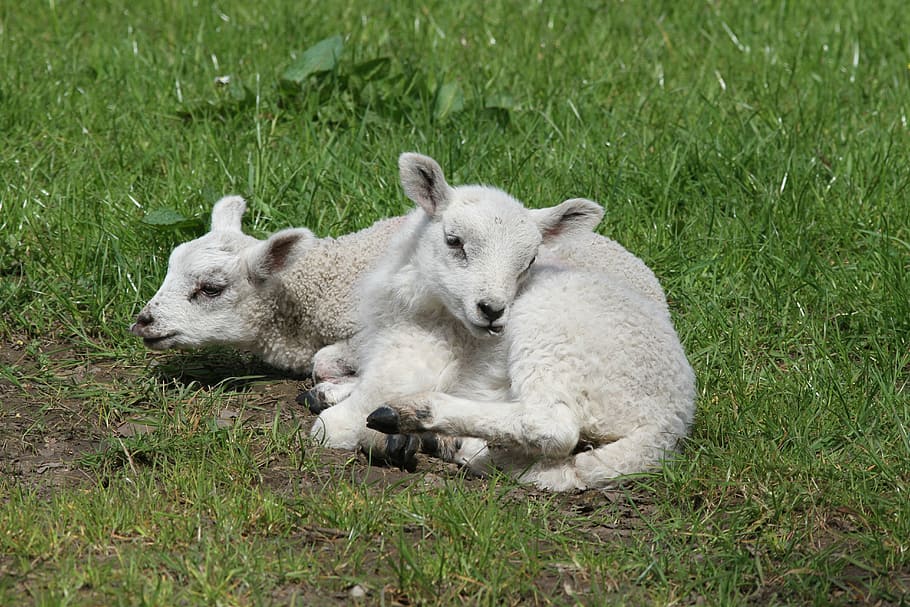 white lambs lying on green grass, sheep, farm, wool, nature HD wallpaper