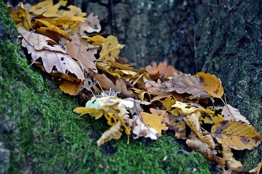 leaf, autumn, forest, nature, country, trees, branch, jesen HD wallpaper