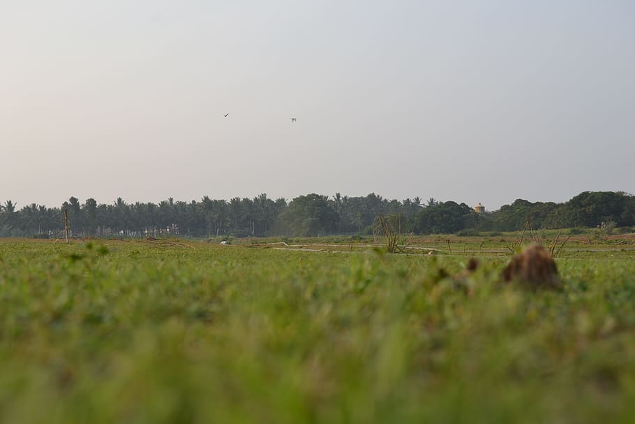 nature, environment, grass, green, sky, grassland, animal themes HD wallpaper