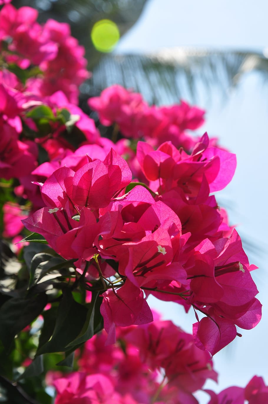 Color, Flower, petal, nature, beauty in nature, pink color HD wallpaper