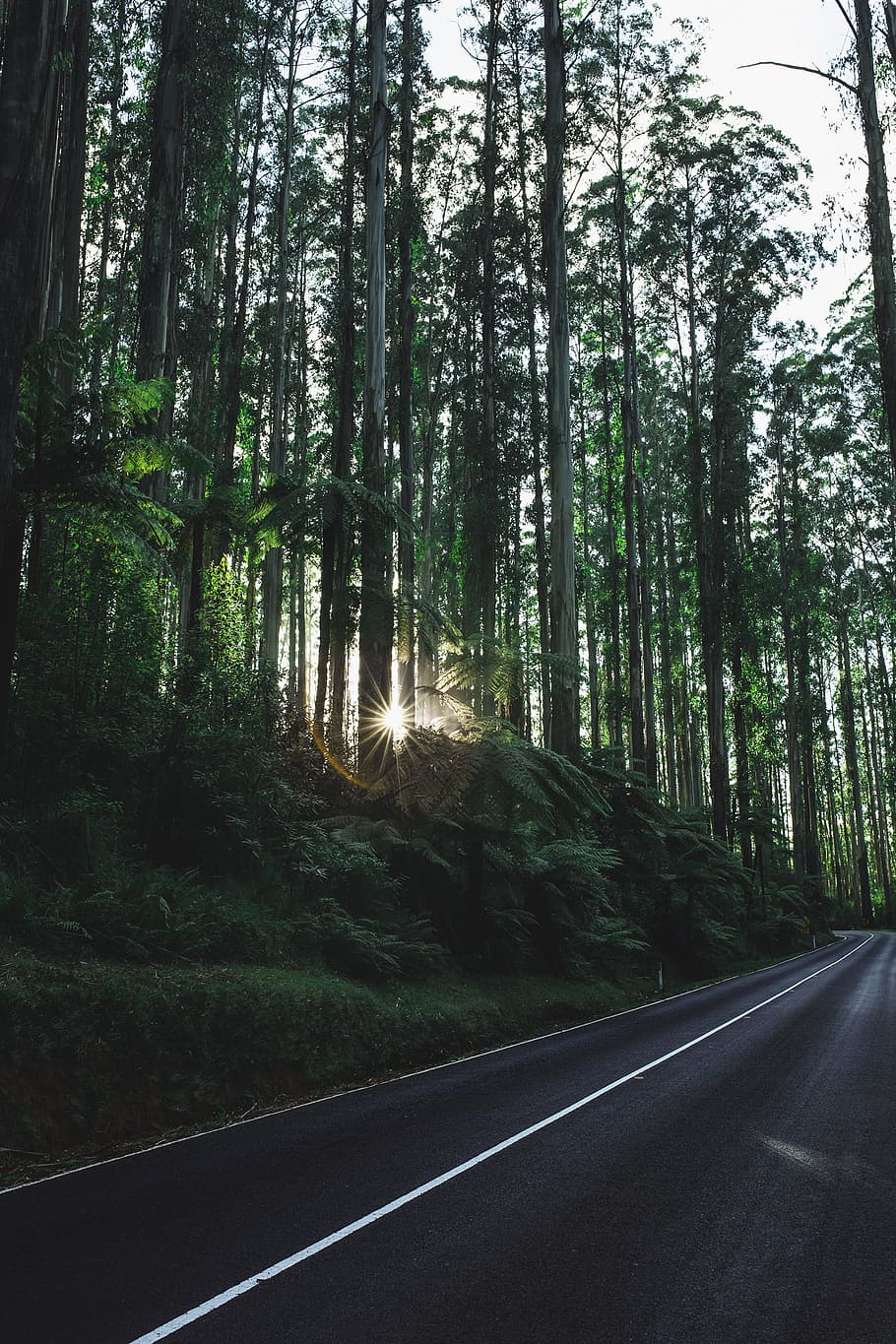 green forest during sunrise, gray concrete road near tall trees HD wallpaper
