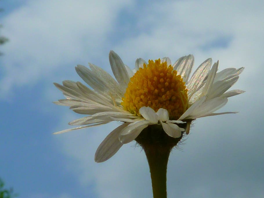daisy, flower, close, spring, nature, summer, plant, yellow HD wallpaper