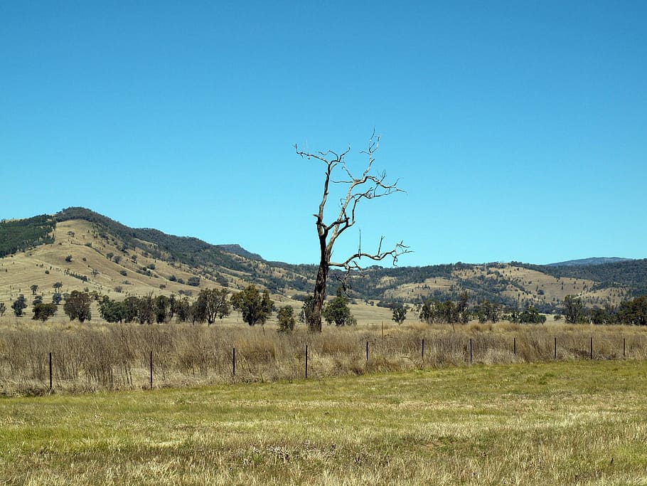 Tree, Landscape, Nature, Environment, natural, grass, scenic HD wallpaper