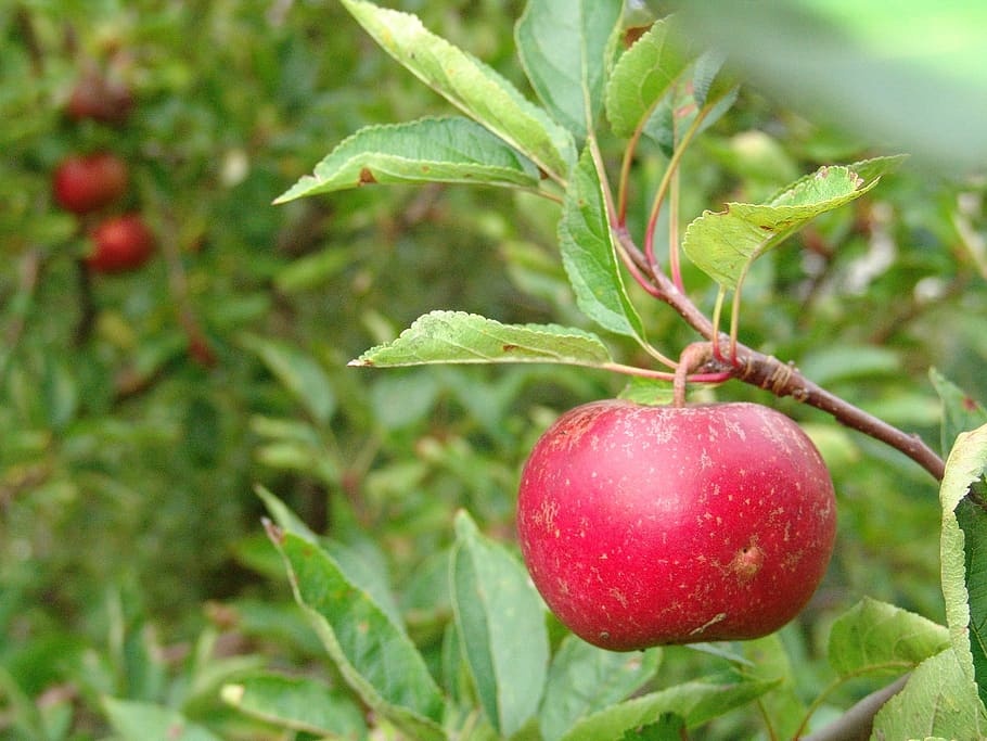 fruit, apple tree, harvest, food and drink, healthy eating HD wallpaper